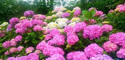 绣球花语揭示的心意和情感（解读绣球花语的七种含义）