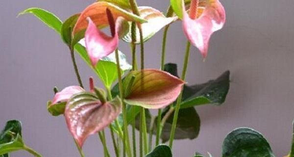 粉掌风水之吉祥寓意与摆放位置解析（掌握粉掌摆放的风水禁忌）