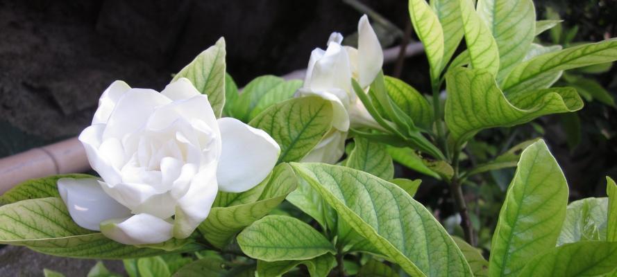 栀子花花语（栀子花花语的深意和传承）