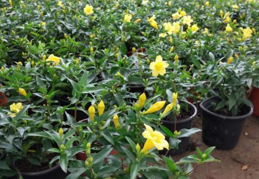 法国香水茉莉养护方法是什么？如何保持其香气持久？