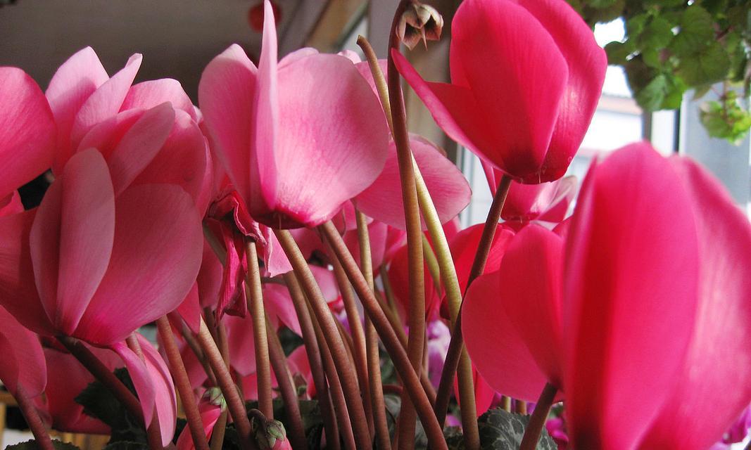 红色兔子的象征意义（红色兔子的隐喻与传承）