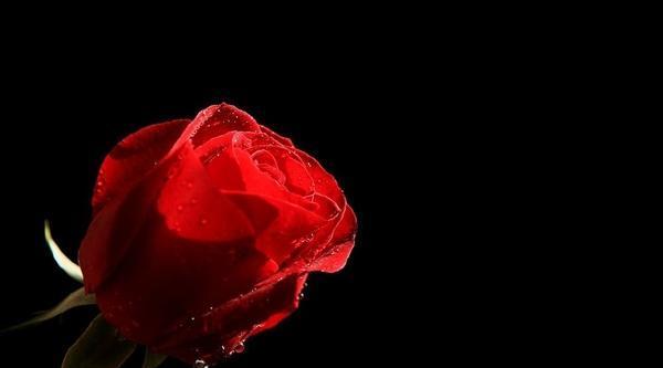 粉色玫瑰花语的魅力与意义（探索粉色玫瑰背后的情感纽带）