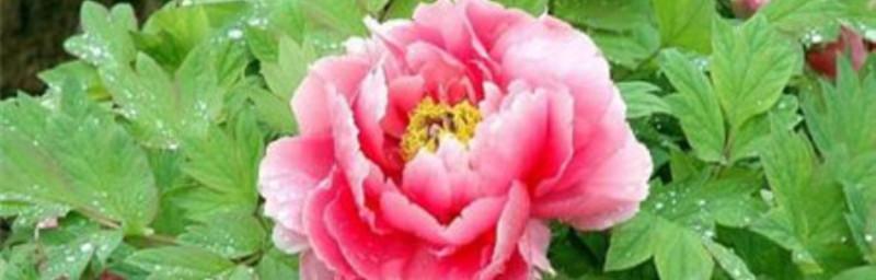 牡丹花语（探索牡丹花语与象征的深层意义）