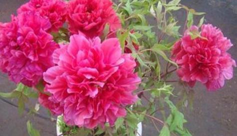 牡丹花语（探索牡丹花语与象征的深层意义）