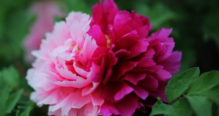 牡丹花语（探索牡丹花语与象征的深层意义）