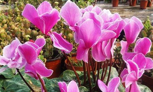 以仙客来花语的魅力（传递真情的花朵）