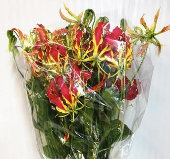 嘉兰花语的含义与象征（探索嘉兰花语的内涵和意义）