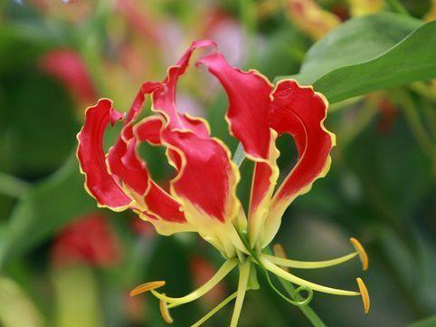 嘉兰花语的含义与象征（探索嘉兰花语的内涵和意义）