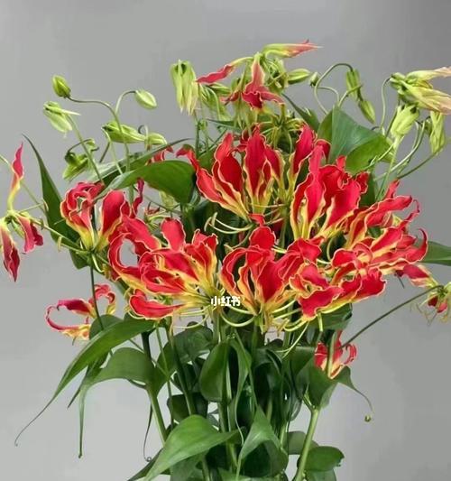 嘉兰花语的含义与象征（探索嘉兰花语的内涵和意义）