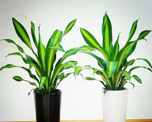 植物中象征事业步步高升的奇迹（与自然共舞）