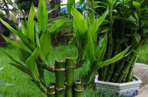 植物中象征事业步步高升的奇迹（与自然共舞）