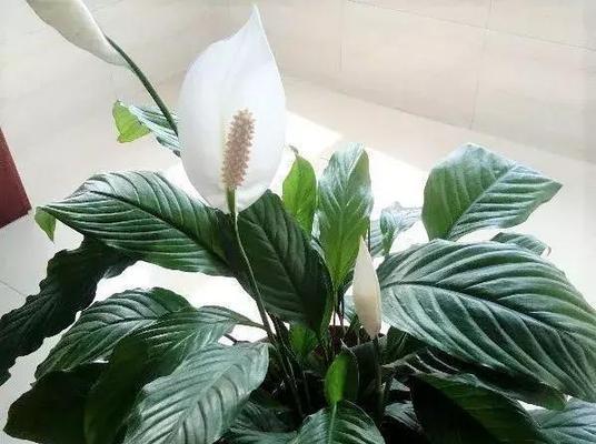 植物中象征事业步步高升的奇迹（与自然共舞）