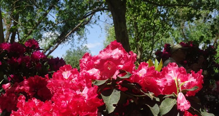 杜鹃花的象征意义（探索杜鹃花的多重象征意义）