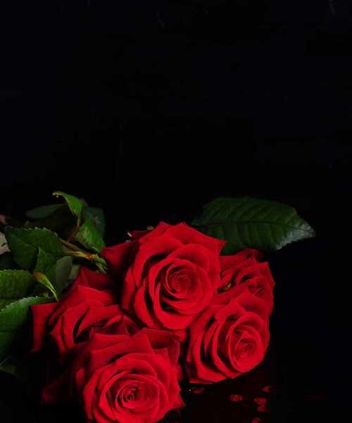 黑色玫瑰的花语（探寻黑色玫瑰的花语之谜）