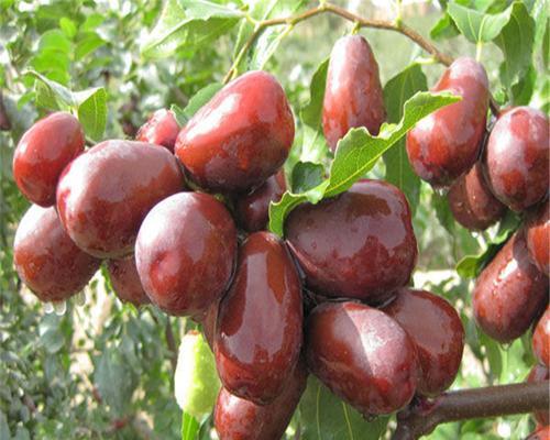 灰枣什么时候成熟上市？如何挑选最佳成熟度的灰枣？