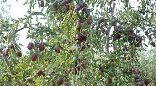 灰枣什么时候成熟上市？如何挑选最佳成熟度的灰枣？