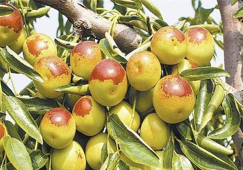 灰枣什么时候成熟上市？如何挑选最佳成熟度的灰枣？