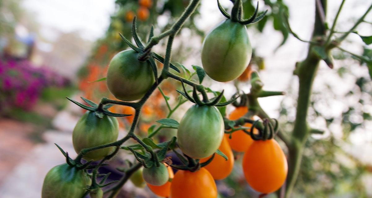 西红柿又叫什么名字？你知道它的别称吗？