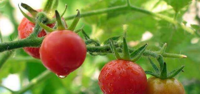 西红柿又叫什么名字？你知道它的别称吗？