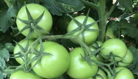 西红柿又叫什么名字？你知道它的别称吗？