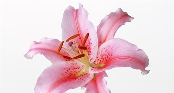 粉色百合（传递温柔与浪漫）