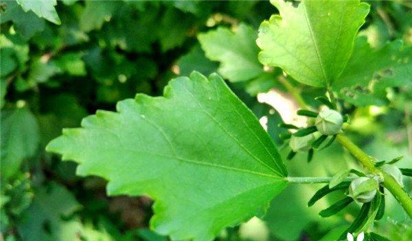 木槿花冬天掉叶子是正常现象吗？如何应对？