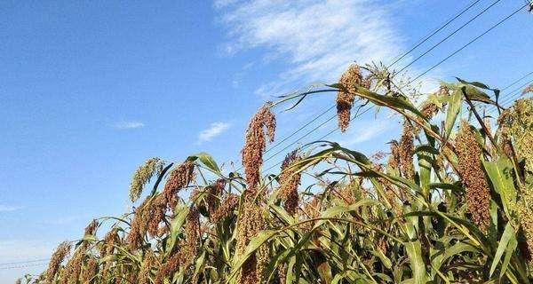 高粱播种后多久发芽？出苗时间需要几天？