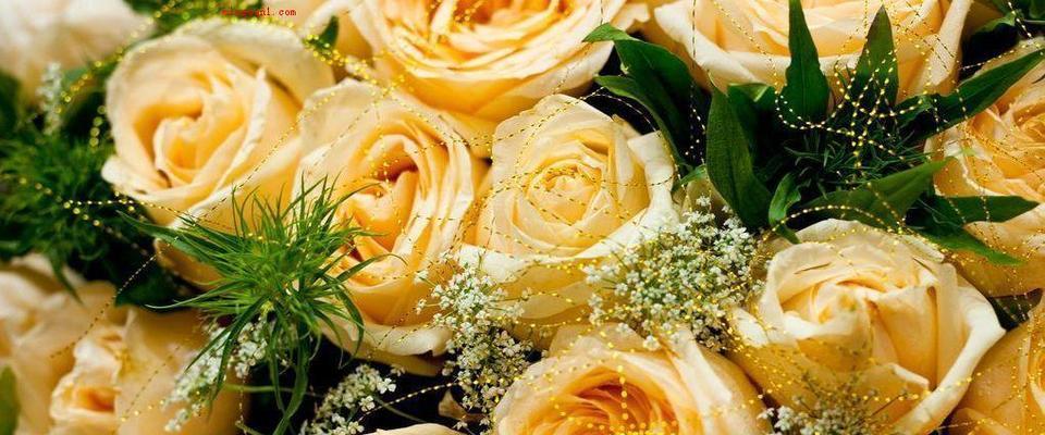 黄玫瑰花语与情感的表达（传递温暖与友谊的黄玫瑰）