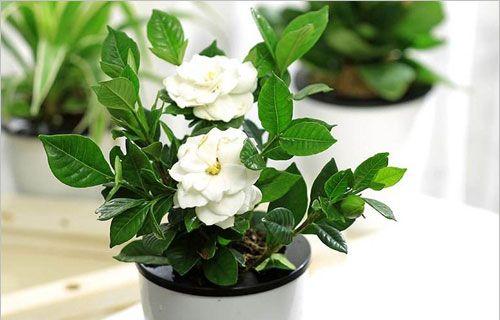 桅子花养殖方法是什么？养殖过程中需要注意哪些事项？