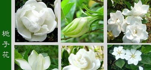 桅子花养殖方法是什么？养殖过程中需要注意哪些事项？