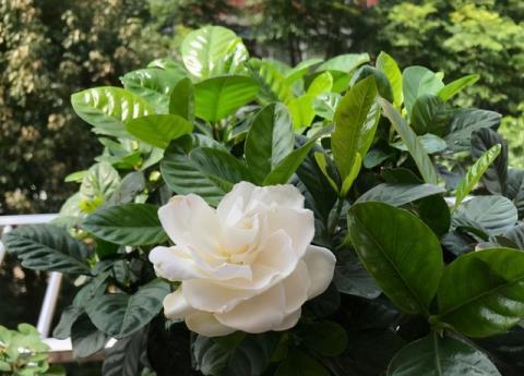 桅子花养殖方法是什么？养殖过程中需要注意哪些事项？