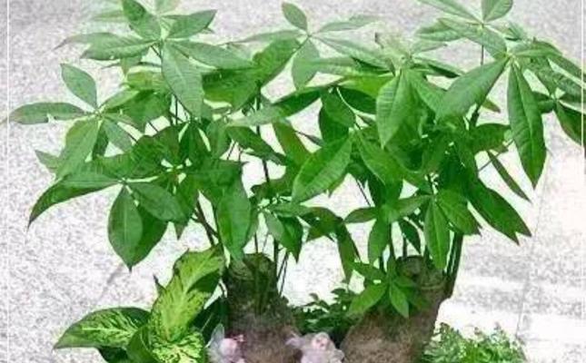 家里为什么不能养发财树？有哪些禁忌和注意事项？