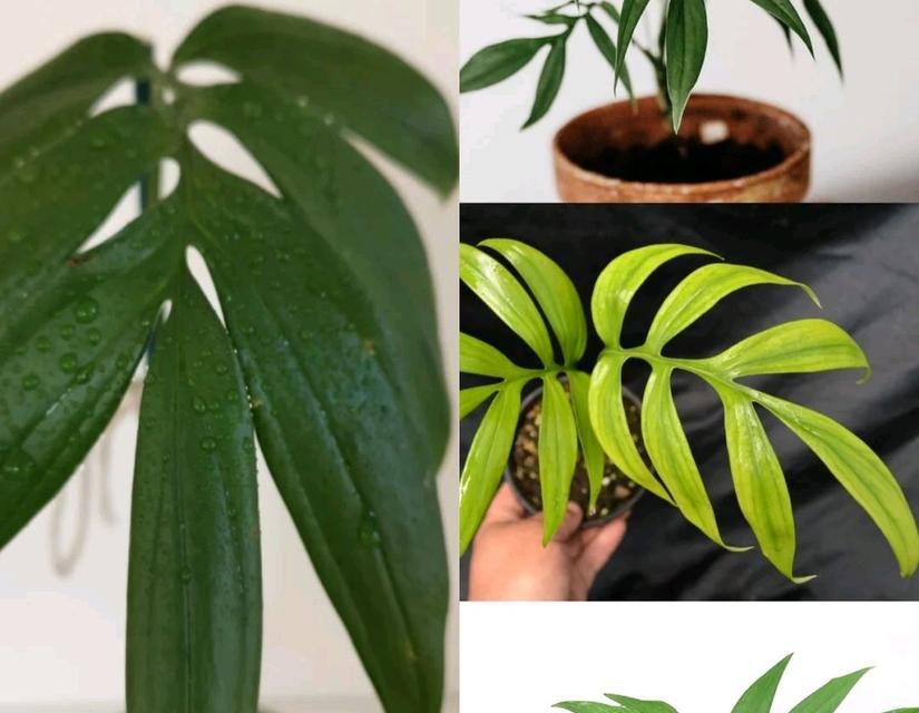 可乐浇龟背竹会怎样?正确浇水方法是什么? 可乐浇龟背竹会怎样?正确浇水方法是什么?