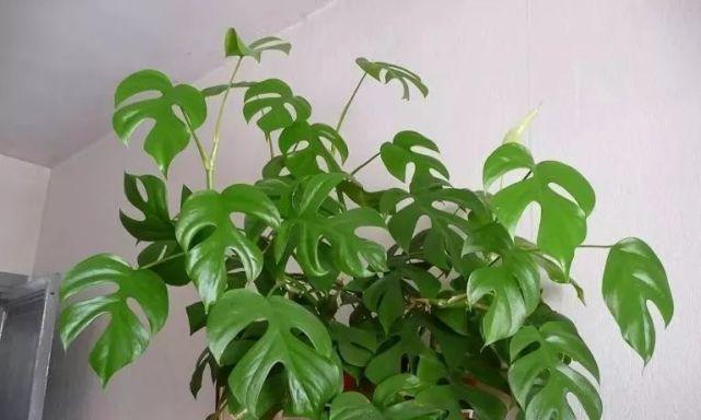 可乐浇龟背竹会怎样?正确浇水方法是什么? 可乐浇龟背竹会怎样?正确浇水方法是什么?