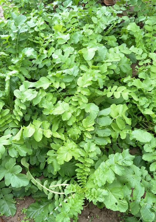 白萝卜几月份种合适？最佳种植时间是什么时候？