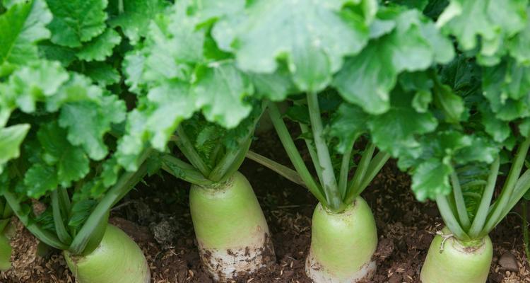 白萝卜几月份种合适？最佳种植时间是什么时候？