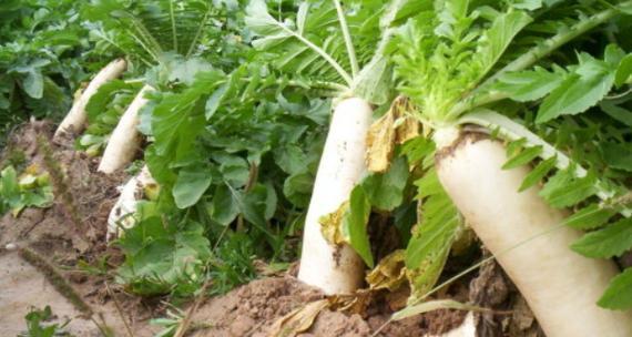 白萝卜几月份种合适？最佳种植时间是什么时候？