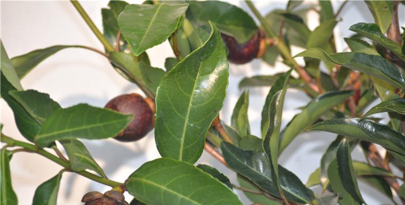 山竹树生长需要哪些环境条件?其生长特点是什么? 山竹树生长需要哪些环境条件?其生长特点是什么?