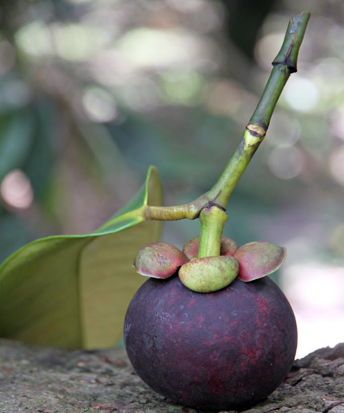 山竹树生长需要哪些环境条件?其生长特点是什么? 山竹树生长需要哪些环境条件?其生长特点是什么?