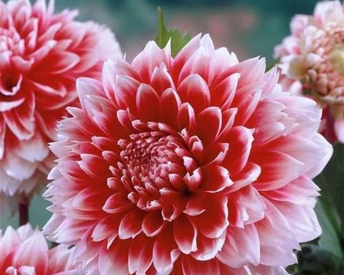 高贵花卉之美（探索迷人高贵花卉世界）