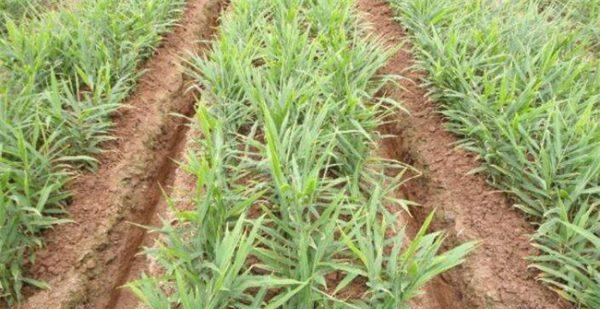 生姜种植的最佳地点是什么？如何选择合适的生姜种植环境？