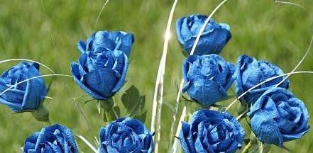 蓝色玫瑰的花语及其意义（浪漫而神秘的蓝色玫瑰）