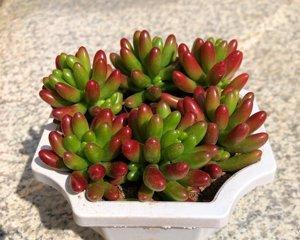 虹之玉多肉养殖方法有哪些？如何确保其健康成长？