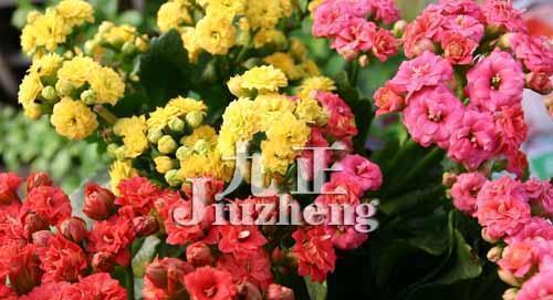 长寿花的花语（以长寿花为纽带）