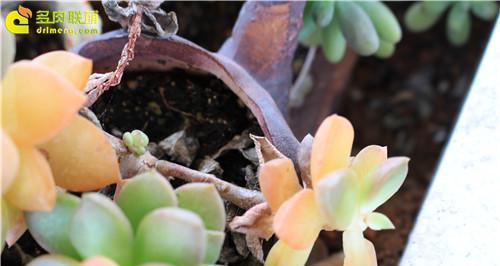 多肉黄丽掉叶子怎么办？如何正确处理和预防？