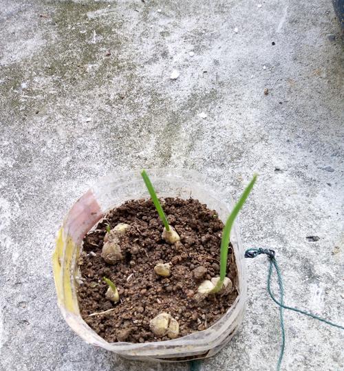 大蒜种植需要哪种土壤？如何选择合适的土壤类型？