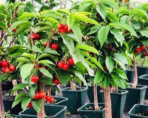 盆栽樱桃树用多大的盆合适？如何选择合适的盆栽尺寸？