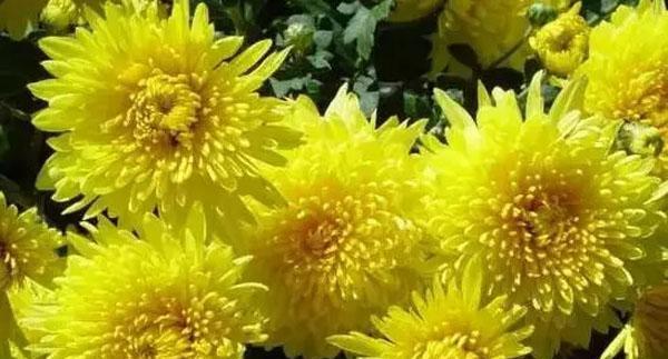 菊花与十二生肖的象征意义（揭示菊花与生肖的奥秘）