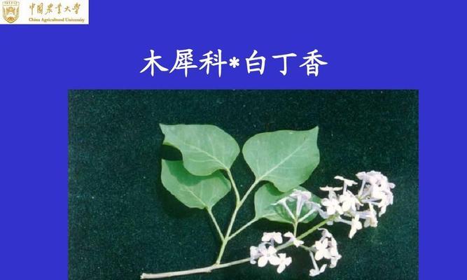 里白属于被子植物吗？它的分类和特点是什么？