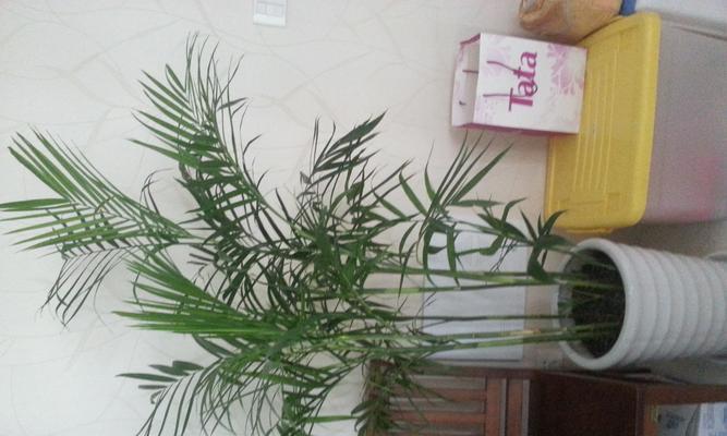 夏威夷竹子修剪方法是什么？如何正确修剪以促进生长？